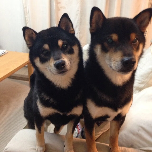 开云体育登录-美加墨世界杯焦点战，贝蒂斯铁骑收割雷恩，战术革命悄然开启